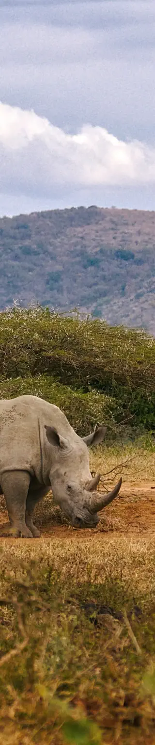 Statte dem Hluhluwe Imfolozi Park einen Besuch ab